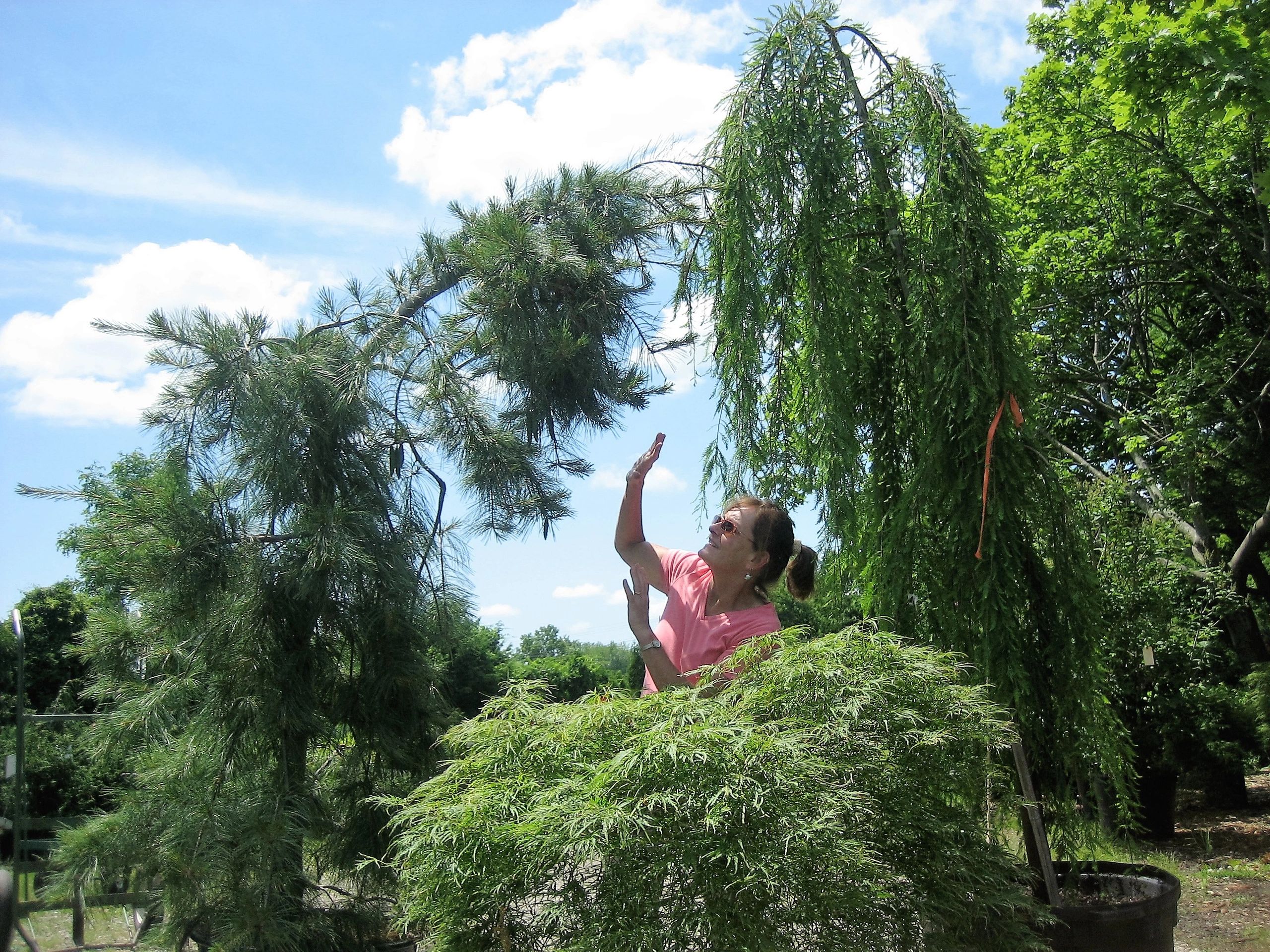 Airport Nursery in Warwick, Rhode Island